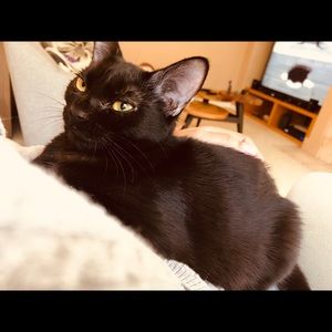 Meet your Posher, Mia